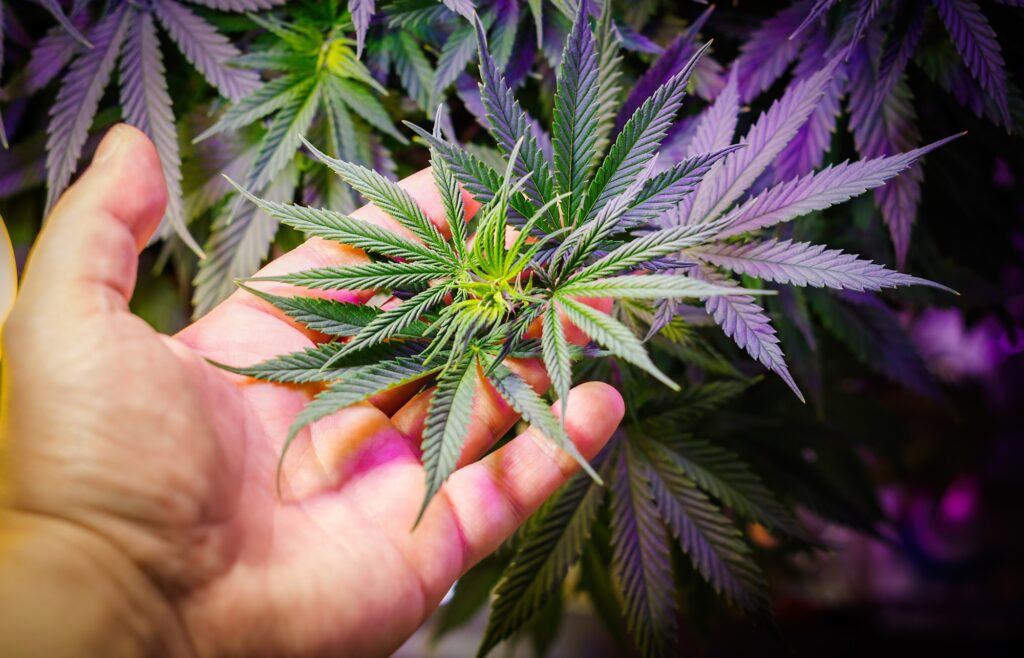Hand holding cannabis leafs cultivating and growing medical marijuana