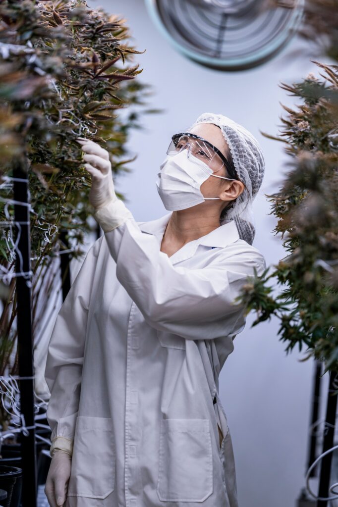 scientist inspects cannabis plants in a controlled indoor farm