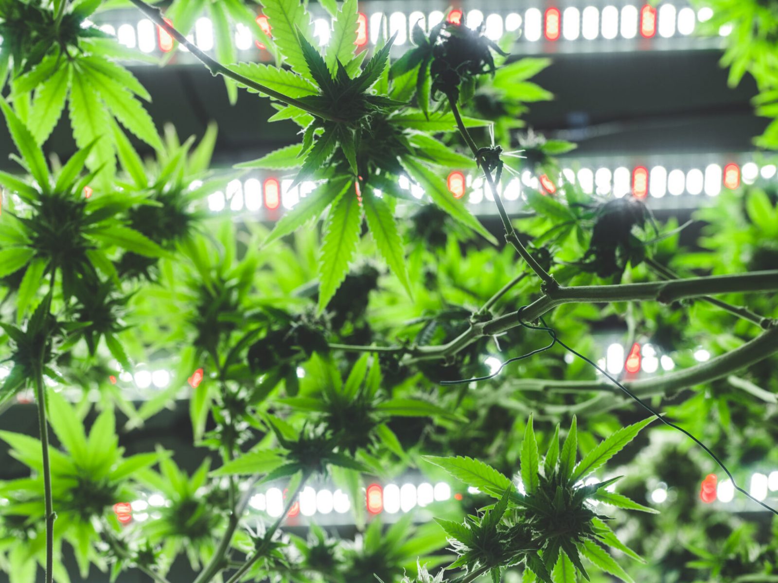 green leaf of cannabis plant background, scientist checking hemp plants in a weed greenhouse. Concept of herbal alternative medicine, cbd oil, pharmaceptical industry
