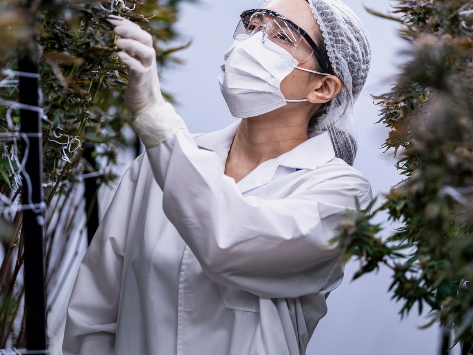 scientist inspects cannabis plants in a controlled indoor farm