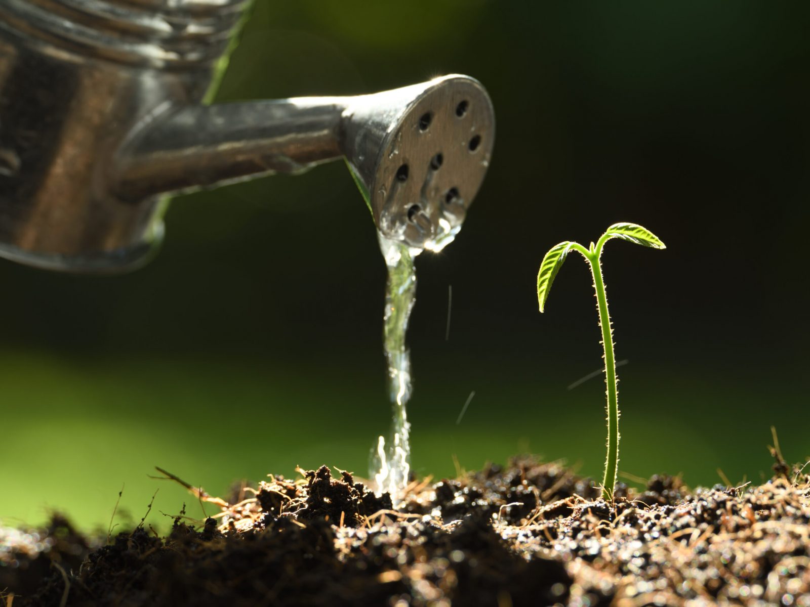 Sprout watered from a watering can on nature background